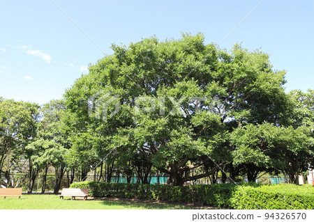 Large Enoki tree Large Enoki tree 94326570