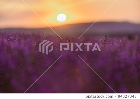 Blooming lavender in a field at sunset in Provence. Fantastic summer mood, floral sunset landscape of meadow lavender flowers. Peaceful bright and relaxing nature scenery. Blooming lavender in a field at sunset in Provence. Fantastic summer mood, floral sunset landscape of meadow lavender flowers. Peaceful bright and relaxing nature scenery. 94327345