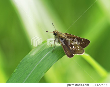 Inmonjisesseri 在蒲葦葉子上休息 94327433