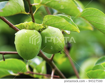 依然青澀的澀柿子 依然青澀的澀柿子 94327580