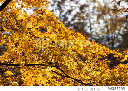 EOSR6.Hiroshima Miyajima, colored leaves in diagonal lines. EOSR6.Hiroshima Miyajima, colored leaves in diagonal lines. 94327693
