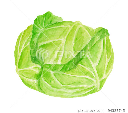 高原白菜手繪水彩插圖 94327745