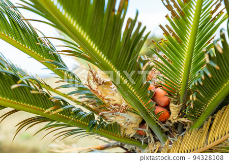 [德之島]蘇鐵果實 94328108