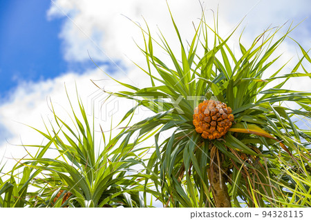 [德之島]露兜樹果實 94328115