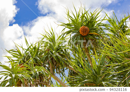 [德之島]露兜樹果實 94328116