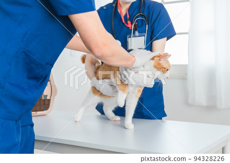 A veterinarian who examines a cat at an animal hospital (dislikes) 94328226