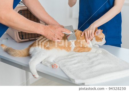 Veterinarian brushing a cat in an animal hospital 94328230