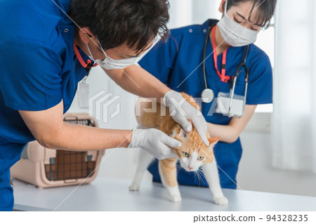 Veterinarian examining a cat's face at an animal hospital Veterinarian examining a cat's face at an animal hospital 94328235