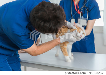 獸醫在動物醫院檢查貓的臉 94328237