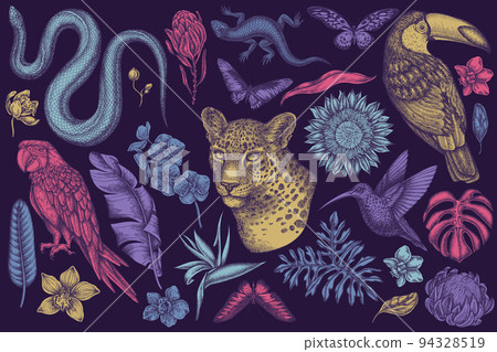 Tropical animals hand drawn vector illustrations collection. Stylized leopard, snake, lizard, hummingbird, toucan, scarlet macaw, rajah brooke's birdwing, african giant swallowtail, monstera, banana 94328519