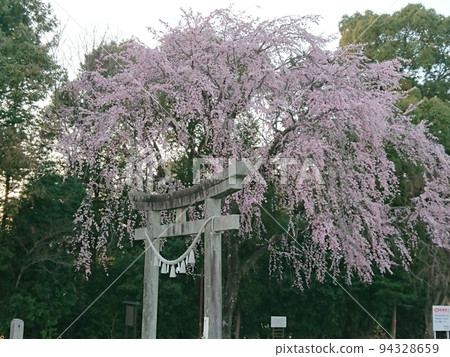 Weeping cherry blossoms at a shrine in full bloom 94328659
