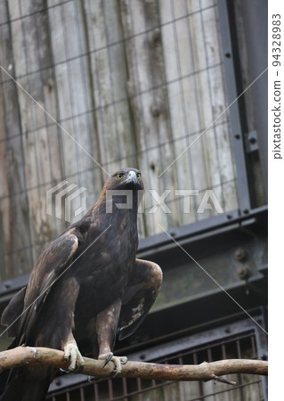 [Ishikawa Zoo, Nomi City, Ishikawa Prefecture] The prefectural bird of Ishikawa Prefecture, the rare golden eagle, the champion of the sky 94328983