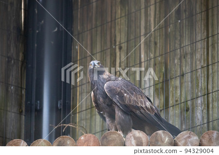 [Ishikawa Zoo, Nomi City, Ishikawa Prefecture] The prefectural bird of Ishikawa Prefecture, the rare golden eagle, the champion of the sky 94329004
