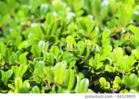 leaves 94329005