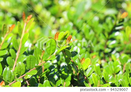 樹葉 94329007