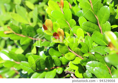 樹葉 樹葉 94329008