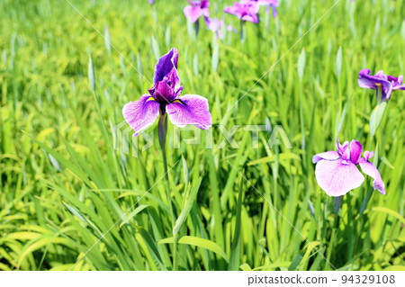 Japanese iris flower Itako Japanese iris flower Itako 94329108