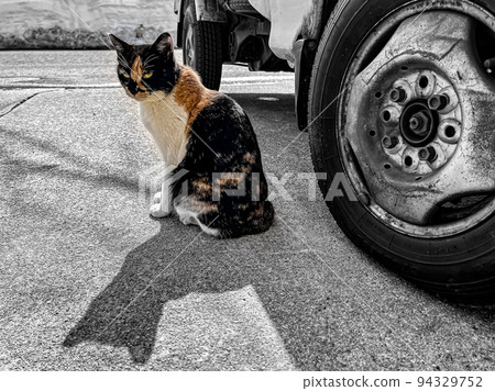 Calico cat, light truck, spring light and shadow Calico cat, light truck, spring light and shadow 94329752
