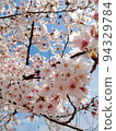 Cherry Blossoms	 94329784