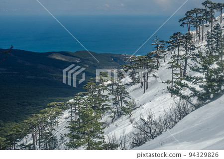 Snow covered forest on hillside of mountain Ai-Petri after blizzard. Crimea Snow covered forest on hillside of mountain Ai-Petri after blizzard. Crimea 94329826