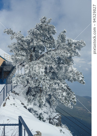 Snow covered pine tree on mountain Ai-Petri after blizzard. Crimea 94329827
