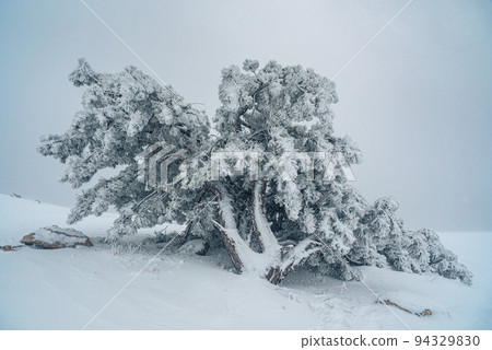 Snow covered pine tree on mountain Ai-Petri after blizzard. Crimea Snow covered pine tree on mountain Ai-Petri after blizzard. Crimea 94329830