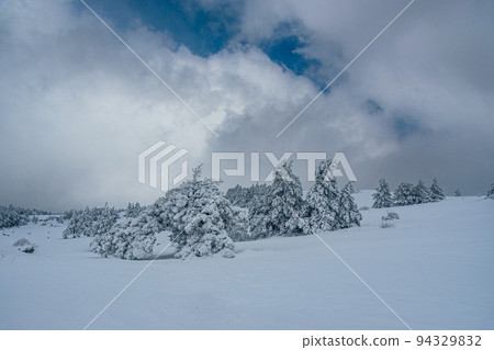 Snow covered forest on top of mountain Ai-Petri after blizzard. Crimea Snow covered forest on top of mountain Ai-Petri after blizzard. Crimea 94329832