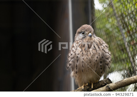 動物園裡的紅隼母 動物園裡的紅隼母 94329871