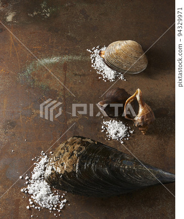 key shell fish key shell fish 94329971