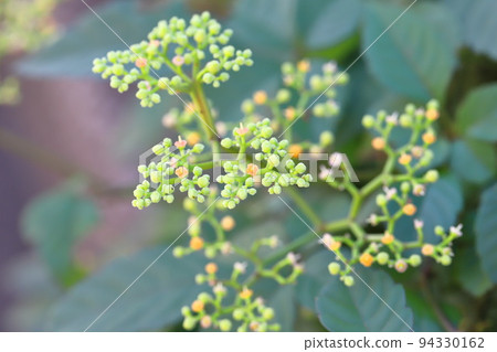Cayratia japonicum flowers Cayratia japonicum flowers 94330162