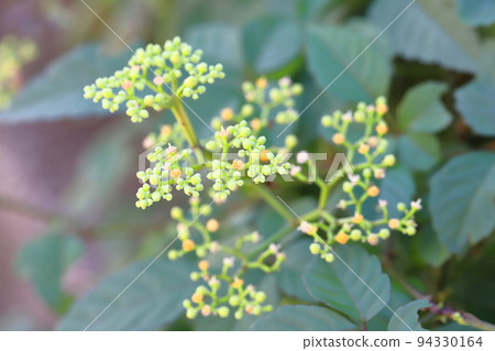 Cayratia japonicum flowers 94330164