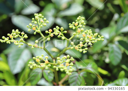 Cayratia japonicum flowers Cayratia japonicum flowers 94330165