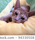 睡眼惺忪的貓 94330508