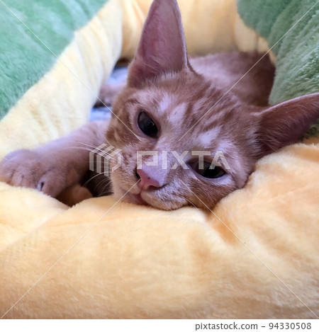睡眼惺忪的貓 94330508