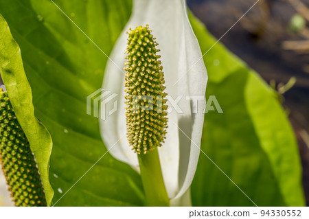 Mizubasho that blooms in the spring sunshine and where spring water flows Mizubasho that blooms in the spring sunshine and where spring water flows 94330552