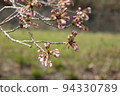 Flowering soon? cherry blossom buds 94330789
