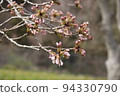 Flowering soon? cherry blossom buds 94330790