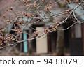 Flowering soon? cherry blossom buds 94330791