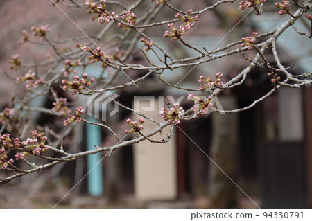 快開花了?櫻花芽 快開花了?櫻花芽 94330791