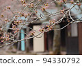 Flowering soon? cherry blossom buds 94330792