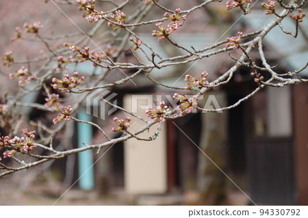 快開花了？櫻花芽 94330792