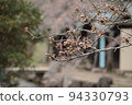 Flowering soon? cherry blossom buds 94330793