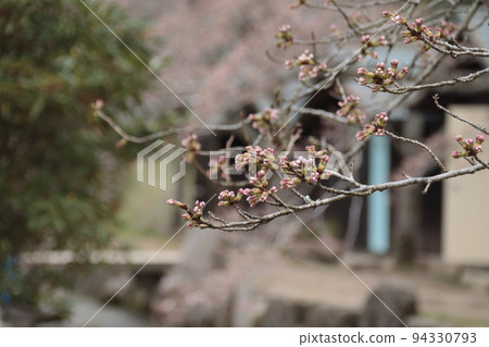 快開花了?櫻花芽 快開花了?櫻花芽 94330793