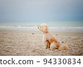 A dog sitting down looking view on the beach, Dog sit on the beach and looking out to sea 94330834