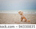 A dog sitting down looking view on the beach, Dog sit on the beach and looking out to sea 94330835