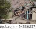 Flowering soon? cherry blossom buds 94330837