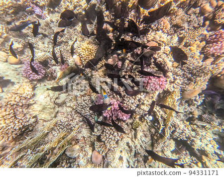 Shoal of differend kinds of the fish - sailfin tang, Longnose Parrotfish, Picasso trigger, Birdmouth wrasse, Klunzinger's wrasse and other tropical fish swimming at the coral reef in the Red Sea, Shoal of differend kinds of the fish - sailfin tang, Longnose Parrotfish, Picasso trigger, Birdmouth wrasse, Klunzinger's wrasse and other tropical fish swimming at the coral reef in the Red Sea, 94331171