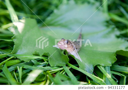 Close up view of freshwater bullhead fish or round goby fish just taken from the water on big green leaf.. Close up view of freshwater bullhead fish or round goby fish just taken from the water on big green leaf.. 94331177