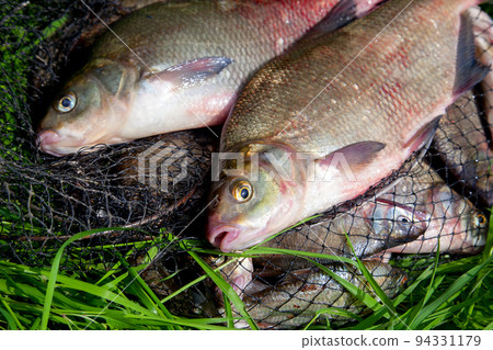 Two big freshwater common bream fish on natural background.. 94331179