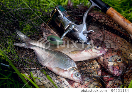 Two freshwater white bream or silver bream on keepnet with bronze breams or carp breams on green grass and fishing rod with reel on natural background.. 94331184